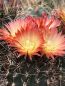 Preview: Pyrrhocactus andreanus